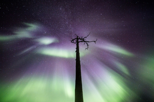 tiinatormanenphotography: Treetop magic.  Lapland, Finland.  by Tiina Törmänen |