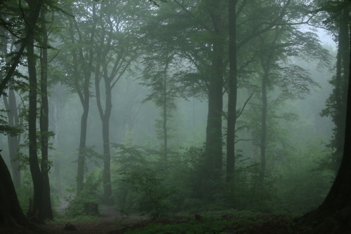 A foggy day at the local forest by 90377Instagram | Etsy Shop