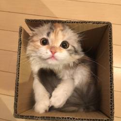 awwww-cute:  She loves her new box. (Source: http://ift.tt/25mbxxG) 