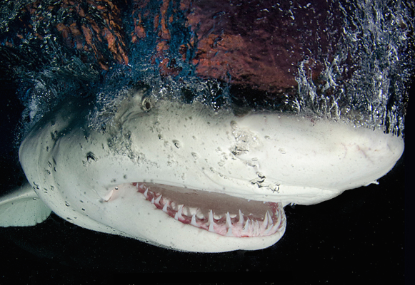 nubbsgalore:  lemon sharks photographed by (click pic) todd bretyll, andy murch, daniel