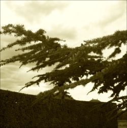 yama-bato:   Lebanese Cedar  By yama-bato