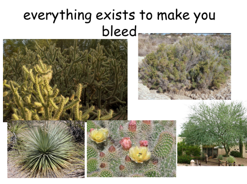 lolsofunny:  all you really need to know about arizona