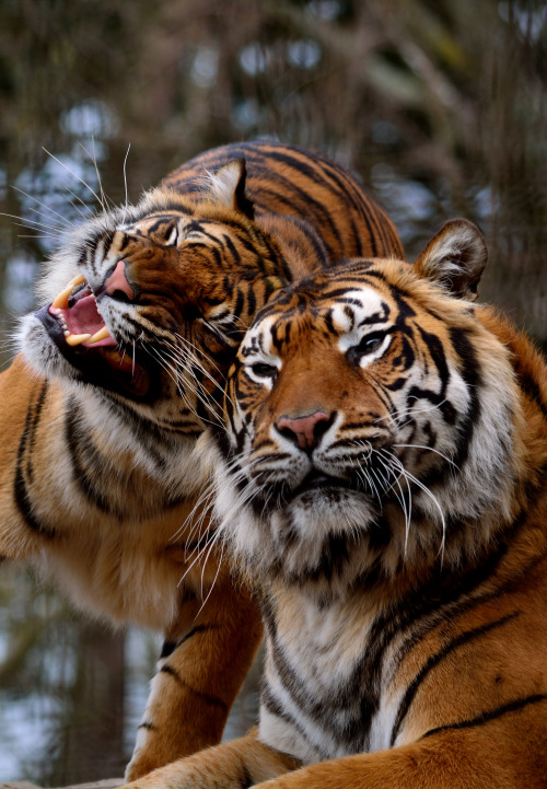 shawky-photographs:Friendly CuddleSumatran Tigers