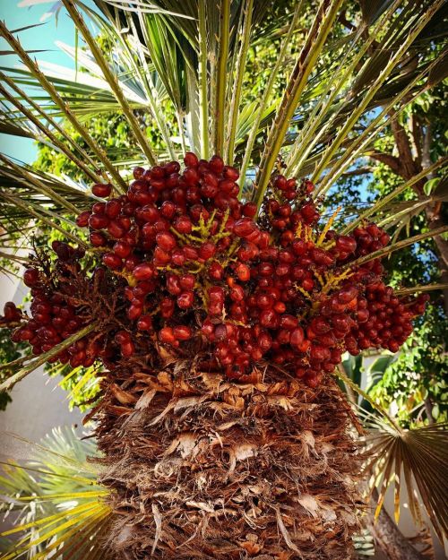#palmdates #dates #palmtrees #palmtree #sandiego #balboapark  (at Balboa Park) https://www.instagram.com/p/CXQHRLArvvq1y3AxANfUoHLRLt4eCURSz9Kqts0/?utm_medium=tumblr