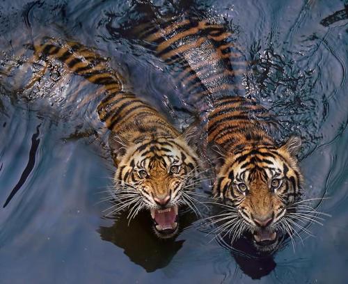 piscesfinesttt: water-aesthetics: by kjb0419 I really love tigers. So beautiful