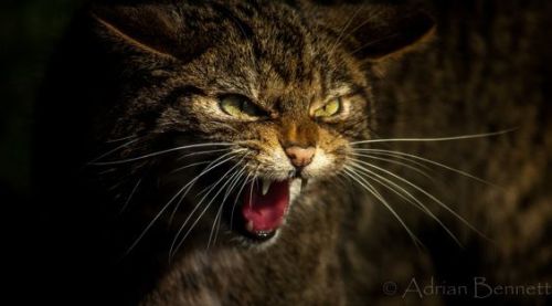 scotianostra:Felis Silvestris Grampia/ The Scottish Wildcat/The Highland Tiger.I couldn’t let Intern