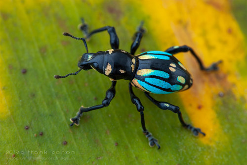 jumpingjacktrash: onenicebugperday:Pachyrhynchus Weevils, Southeast Asian IslandsPhotos by Fran