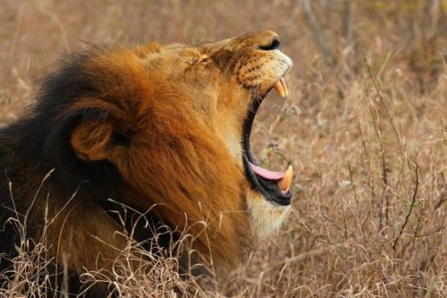 ainawgsd:Though uncommon, maned lionesses have been regularly sighted in the Mombo area of Botswana‘