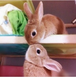 Bunnies In Love En We Heart It. Http://Weheartit.com/Entry/69166612/Via/Karina_Giovanna_Heredia