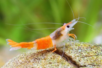 aquatictimes: Endless list of aquatic creatures I’d love to keep: 19. Neocaridina Heterop