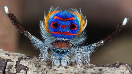 &ldquo;Peacock Spider In Amazing Colors [1920x1080]&rdquo; on /r/wallpaper http://ift.tt/1U1pUyY