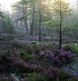 Hyper-Fauna:  Tyresta, Hällmarker In Sweden, Scandinavia. Photo By Claes Grundsten