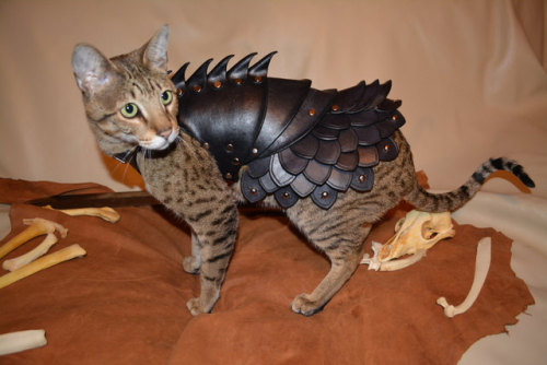 tastefullyoffensive:No cat is complete without a set of leather battle armor. [kotaku] Buy it on Ets