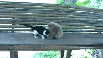 sizvideos:  Monkey Vs Cat Muay Thai - Video 