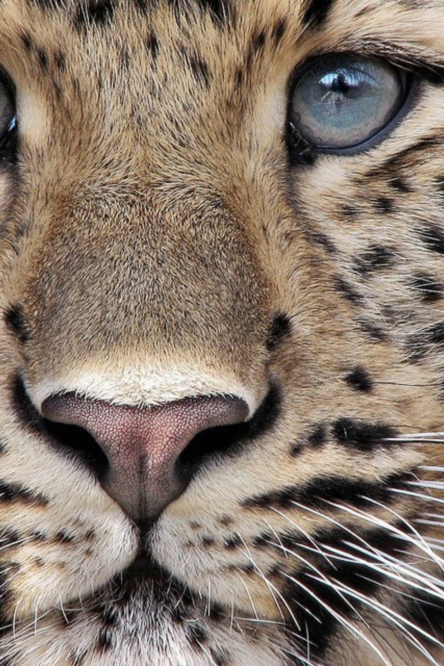 LEOPARD