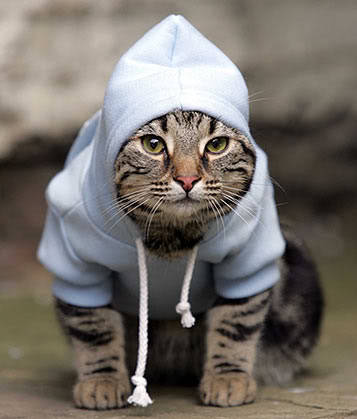caterville:  It’s All Good in the Hood 