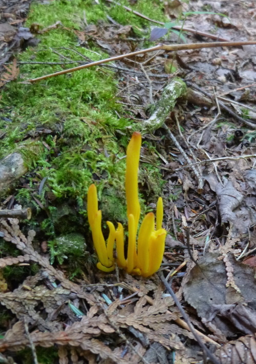 A few more mushroom photos from September 1st. I took so many mushroom photos that day that I filled