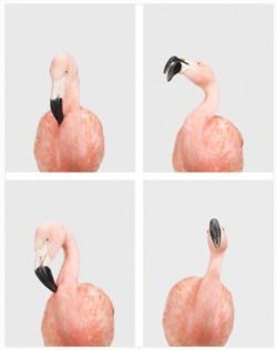 ccklein:  Four Flamingos (via alittlehamster) 