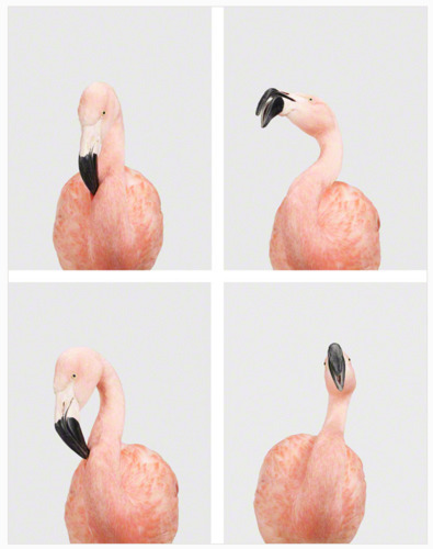 Porn ccklein:  Four Flamingos (via alittlehamster) photos