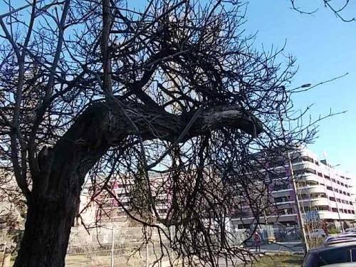 Interesting trees - Wroclaw, Poland.