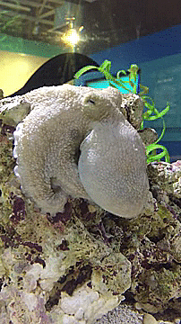 hella-free-space:unexplained-events: Science & Conservation Intern, at Butterfly Pavilion captur