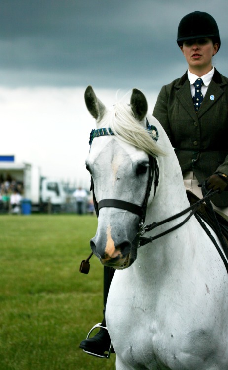 Arab & Partbred Arab - Ridden class at The Royal Highland Show 2013. CREDIT