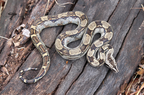 Longi boy with no lineage (Boa i. longicauda)