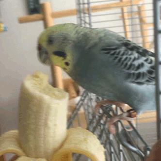 slimetony:This is Agatha and her first encounter with a bananaAAAGGGGGG