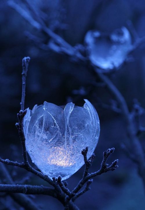 afairyheart:Apple Tree Ice Lights by Mike Bolam