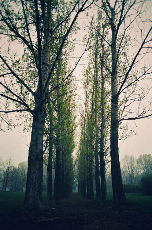 refluent:  We are 90 years old trees that why we are a lot taller than u. (by TiiimChao) 
