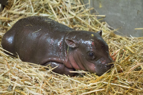 &ldquo; Rub-a-dub-dub, A Pygmy Hippo In The Tub &rdquo; ☛ http://bit.ly/1H4qgBK Photography from the