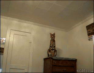 kittenmod:  askjackoates:  awwww-cute:  I can imagine waking up to this every morning