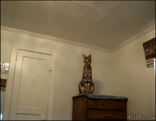 kittenmod:  askjackoates:  awwww-cute:  I can imagine waking up to this every morning  Big kitty. Possibly serval, or maybe first gen Savannah.  I’m like 90% sure that’s a serval from first glance  =o!
