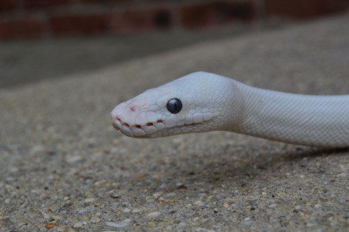 followthebluebell:shingecko-no-kyojin:Look at this long dogwhat breed of dog is this