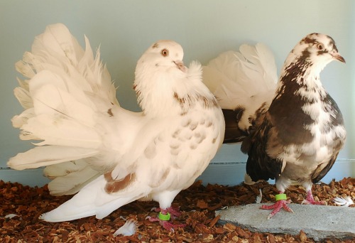 My new Indian Fantail Pigeons.  They are molting a little bit in these photos.