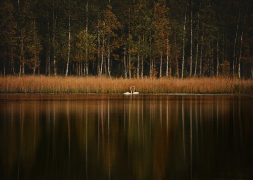 Swans and reflections, Västerbotten. Sweden. 