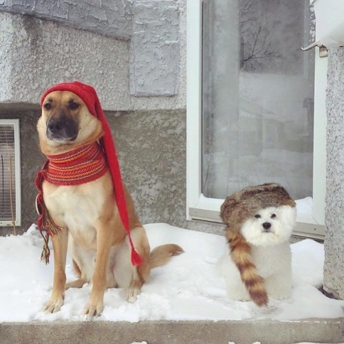 Hé ho, off to Festival we go! - From @cbcmanitoba : These two buddies are dressed and ready t