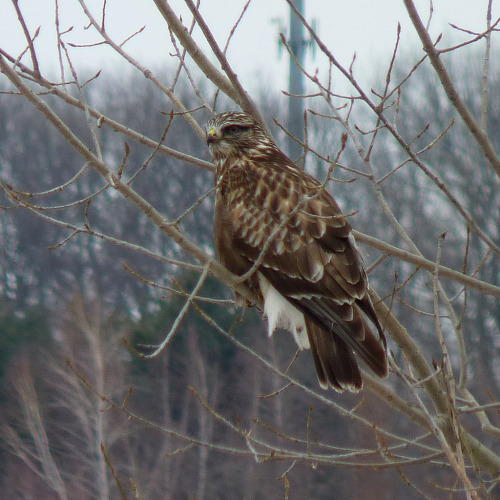dendroica:Rough-legged Hawk (by Dendroica cerulea)