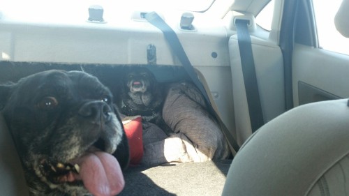 doom-slayer:  moose on the left, boa in the back.  omg look at my cute dog and my ugly dog!!! took a