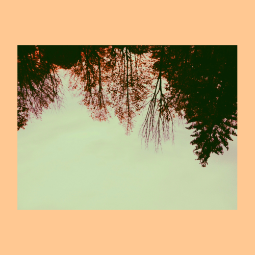 If you ever want to catch up with what I&rsquo;m doing, which is taking iPhone photos of trees, 
