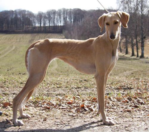 pangur-and-grim:finahundar:Aphrodite E Mazda of Boorchin - “Efi”this saluki looks like s