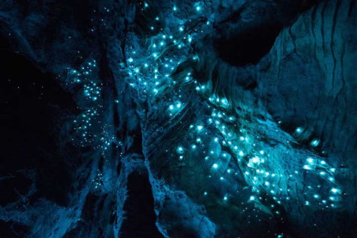 landscape-photo-graphy:  Glow in the Dark Cave Photographer Joseph Michael’s project titled Luminosity reveals the beauty of a species of glow-worm endemic to New Zealand’s North Island. Captured with a Nikon D810 and a long-exposure method, Michael