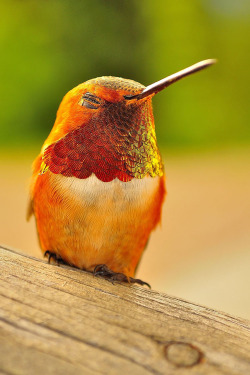 jedavu:Hummingbirds Pack A Colorful Punch
