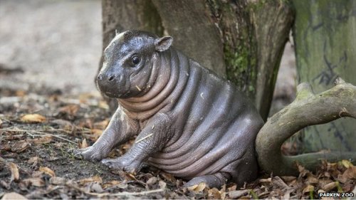 Best news of today: Swedish zoo’s new addition: a rare baby pygmy hippo that staff have alread