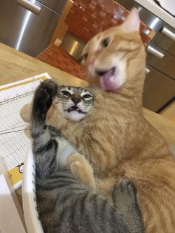 bunjywunjy: dragonscones: Hyper lick mode activated  the cat equivalent of forcing your roommate to take a goddam shower 