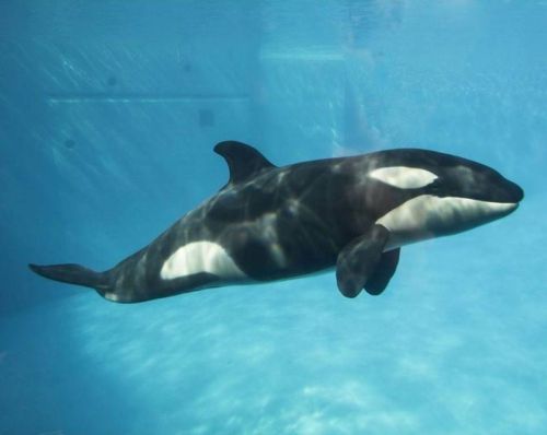 Gender: FemalePod: N/APlace of Capture: Born at SeaWorld of CaliforniaDate of Capture: Born December