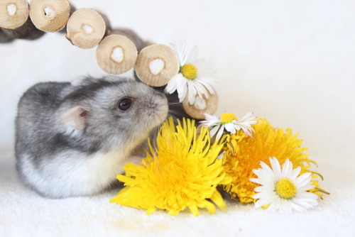 hamsterobsessed: Lana’s flowers 