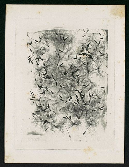 yama-bato:[Dandelion Seeds], 1858 or laterWilliam Henry Fox Talbot (British, 1800–1877)Photogravure 