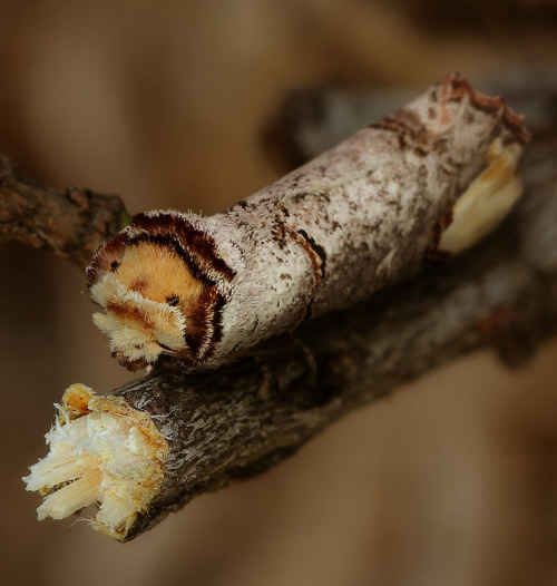whatthefauna: The buff tip moth has some impressive camouflaging skills, blending right into its twi