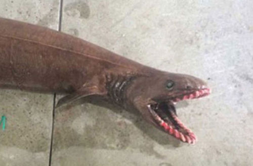 discoverynews:  ‘Living Fossil’ Frilled Shark Caught Off Australia A rare frilled shark, whose species dates back 80 million years, was caught in a fishing trawler off Australia’s coast. More info